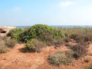 Hbito y hbitat del cambrn (Lycium intricatum) en la estepa salina de la Marina del Carmol