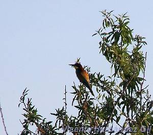 Abejaruco europeo