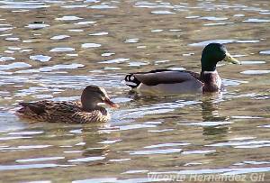 nades azulones, macho y hembra