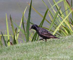 Estornino negro