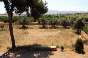 Recuperacin forestal en Huerto Po (La Unin) 