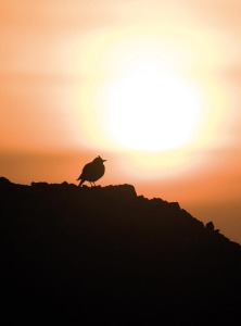 La diversidad de aves en estos ecosistemas es uno de los exponentes naturales de la Regin