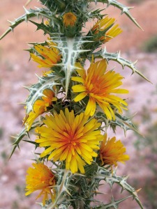 Cardico de olla (Scolymus hispanicus). Los fringlidos se alimentan de sus semillas en invierno