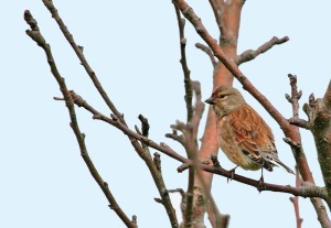 Pardillo (Carduelis cannabina)