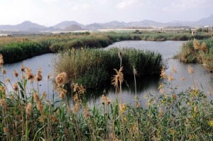 Las lagunas de Las Moreras conforman un ecosistema rico en diversidad