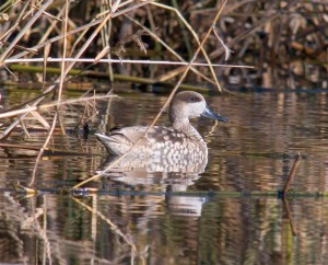 La cerceta pardilla es otra de las numerosas aves que se observan en estos humedales