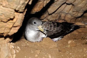 Pardela cenicienta (Calonectris diomedea)