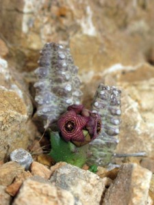 Chumberillo de lobo (Caralluma europaea)