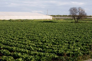 Pozo Aledo  - Pilar Morales