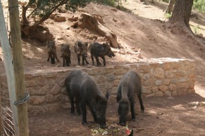 Jabales en Sierra Espua