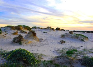 Perspectiva del sistema dunar del Parque Regional de las Salinas y Arenales de San Pedro del Pinatar con su vegetacin caracterstica