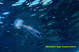 Figura 3. Las medusas flotan en el agua de mar y se dejan llevar por sus corrientes