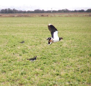 Avefra europea