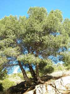 Situado en Fuente La Higuera, Sierra de La Pila.