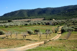 Burete  - Juan de la Cruz