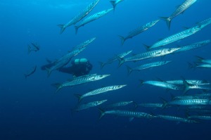 Barracudas en la Reserva marina de Cabo de Palos [Cabo de Palos, santuario marino mundial]