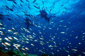 Banco de peces en la Reserva marina de Cabo de Palos [Cabo de Palos, santuario marino mundial]