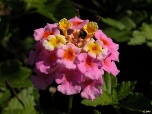 BANDERA ESPAÑOLA. Lantana camara [Verbenaceae] - Región de Murcia Digital