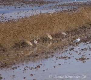 Garcillas cangrejeras