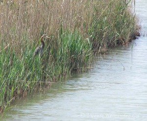 Garza imperial entre matorrales