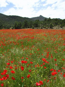 Campo de Bjar