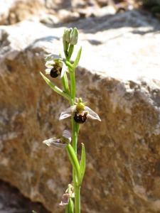 Orqudea Ophris apifera