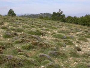 Diferentes densidades y tipos de vegetacin que han de ser tenidos en cuenta