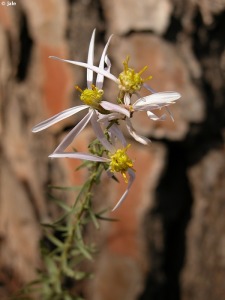 Sierra Espua