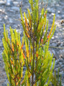 Salicornia