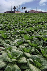 Huerta de El Albardinal [El Albardinal]