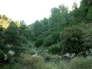 En estos barrancos por donde se recoge el agua de las lluvias, es donde el bosque alcanza su mxima diversidad.