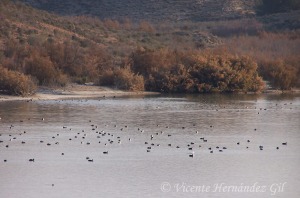 Aves en el embalse de Santomera