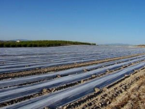 Cultivo intensivo [Vegas y Regados]