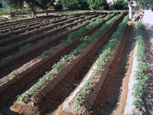 Huerta tradicional 