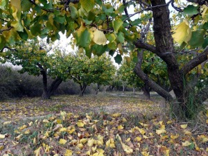 Huerta de albaricoqueros 