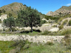 Riego de turbias en terrazas con sangradores, ya abandonado 