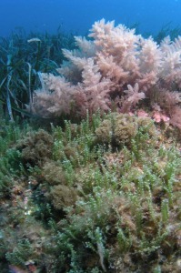 Caulerpa racemosa colonizando fondos rocosos