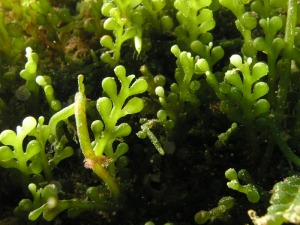 Detalle de Caulerpa racemosa