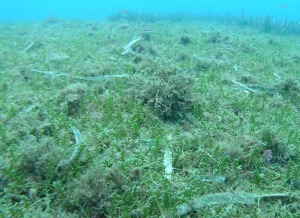 El Mediterrneo est muy afectado por especies marinas invasoras