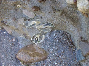 Ejemplares de Strombus de la playa pliocena del Cocn, situada al norte de La Carolina