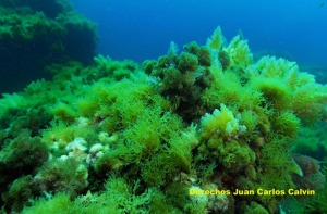 Figura 2. Para las algas, la claridad de las aguas propia del verano significa abundancia de luz pero escasez de nutrientes, lo contrario de lo que sucede en invierno