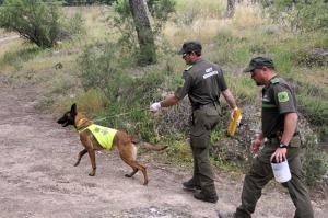 Agentes medioambientales acompaados de un perro adiestrado