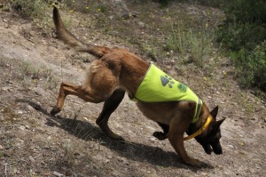 Mali, pastor belga de la Unidad Canina