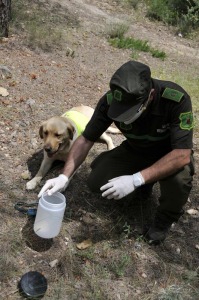 Canela, una de las dos perras de la Unidad, en labores de bsqueda