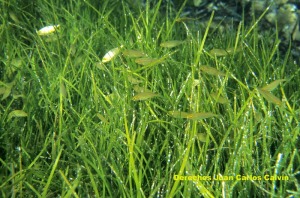 Figura 1. Las formaciones que originan este grupo de plantas de porte herbceo sirven de refugio a numerosas especies