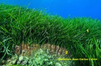 Figura 1. Detalle de una pradera de Posidonia oceanica donde se distinguen las hojas (1) y los rizomas de crecimiento vertical (2)