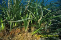 Figura 2. Las hojas ms jvenes de Posidonia oceanica son cortas, muy verdes, situadas en el centro y suelen estar limpias de epifitos, que las irn recubriendo a medida que envejecen