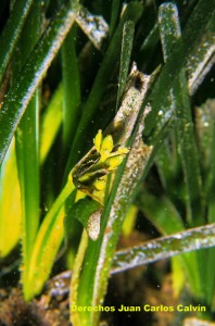 Figura 3. Plantas de Posidonia oceanica con una inflorescencia fructificando - Juan Carlos Calvn