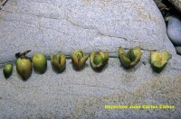 Figura 8. Diferentes fases de la liberacin de la semilla, desde un fruto entero y cerrado hasta slo la cscara