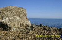 Figura 9. Acumulo caracterstico de hojas de Posidonia oceanica en el litoral por los temporales otoales